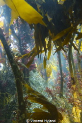 Kelp forest at Wild Derrynane, Skellig Coast, Wild Atlant... by Vincent Hyland 
